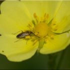 Am Pollen naschen !