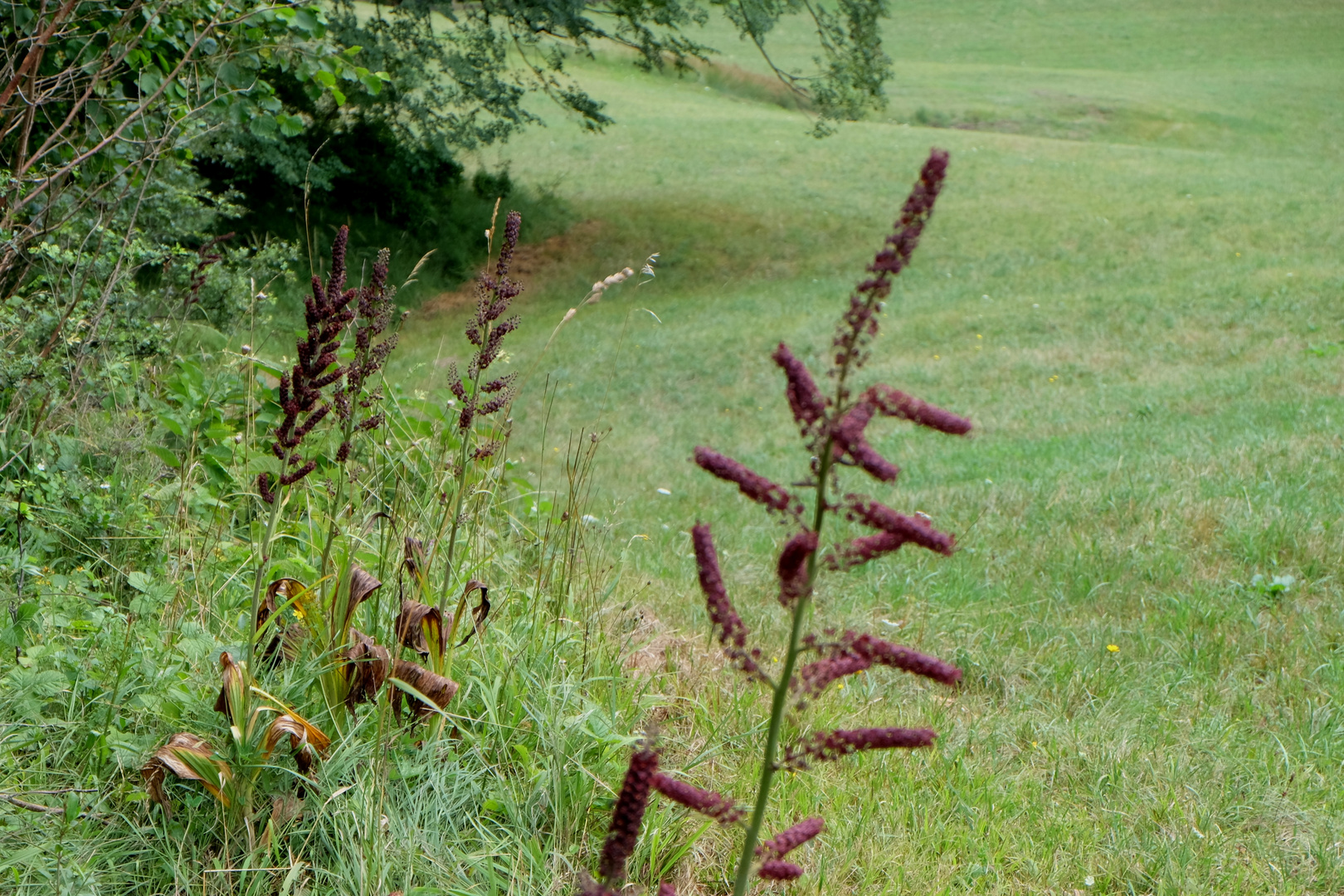 am Rand der Bergwiese..