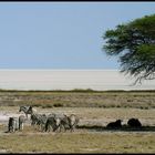 Am Rand der Etosha Pfanne