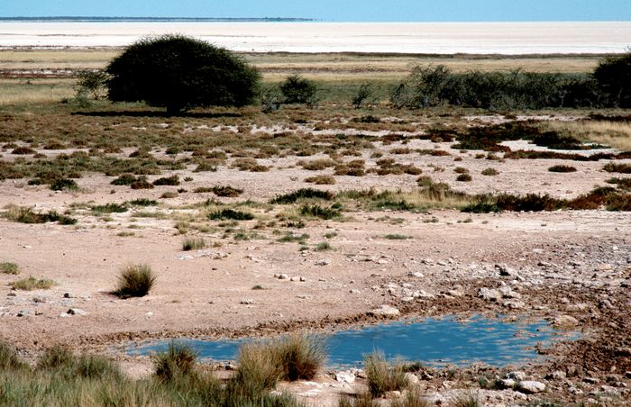 Am Rand der Etosha-Pfanne, Namibia