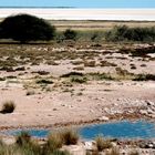 Am Rand der Etosha-Pfanne, Namibia