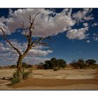Am Rand der Kalahari # 2