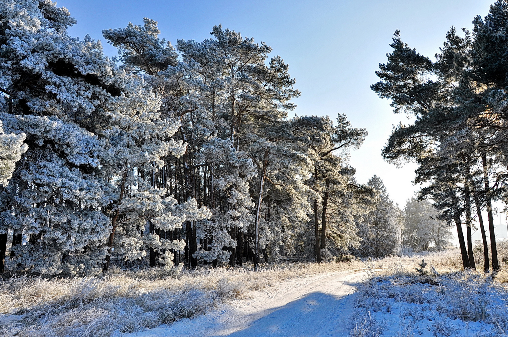 Am Rand der Lubminer Heide