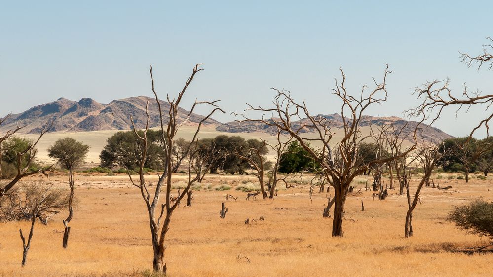 am Rand der Namib