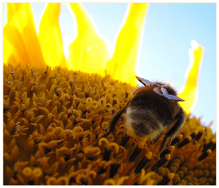 Am Rand der Sonne (nblume)