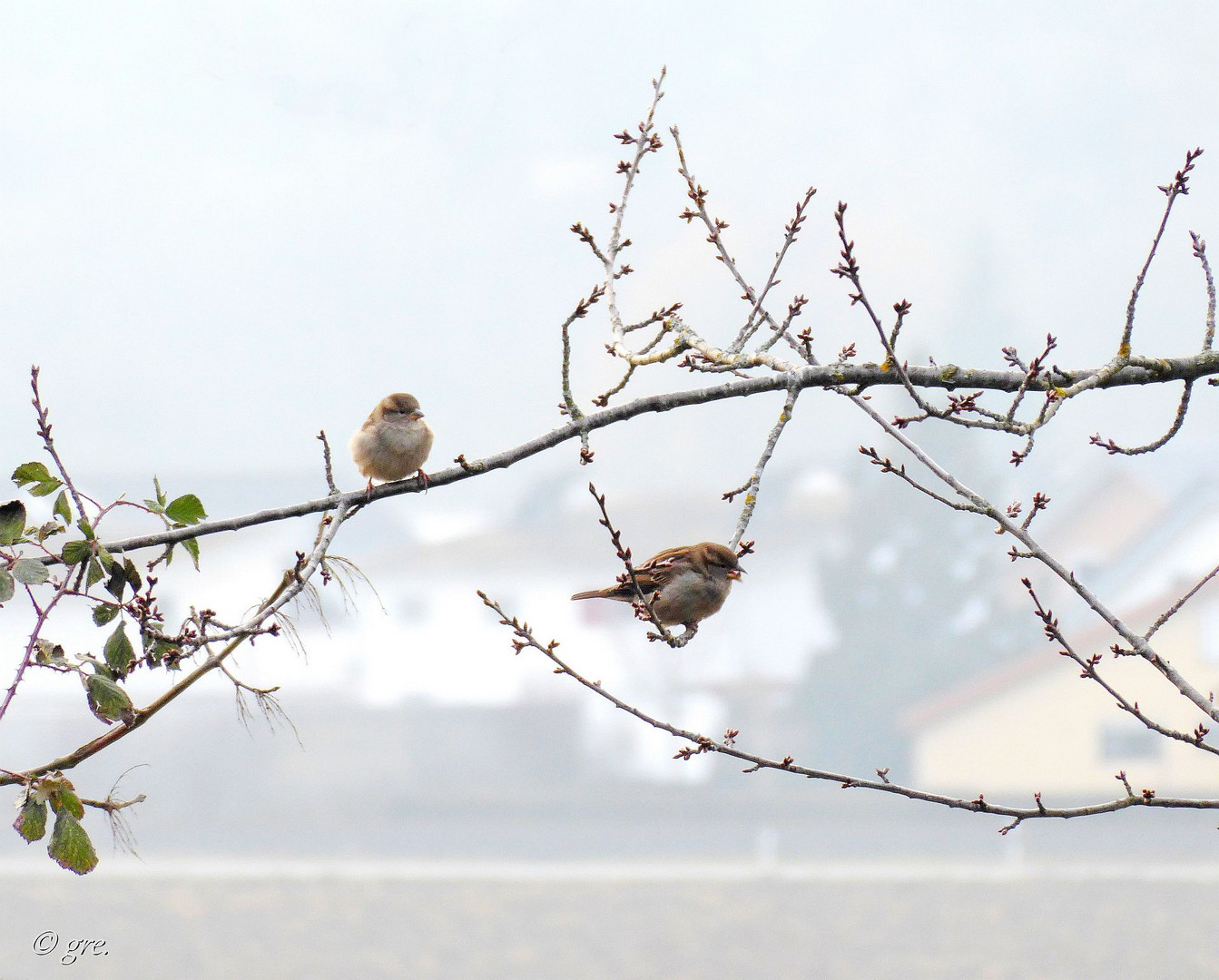 Am Rand der Streuobstwiese...