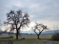 Am Rand der Streuobstwiesen