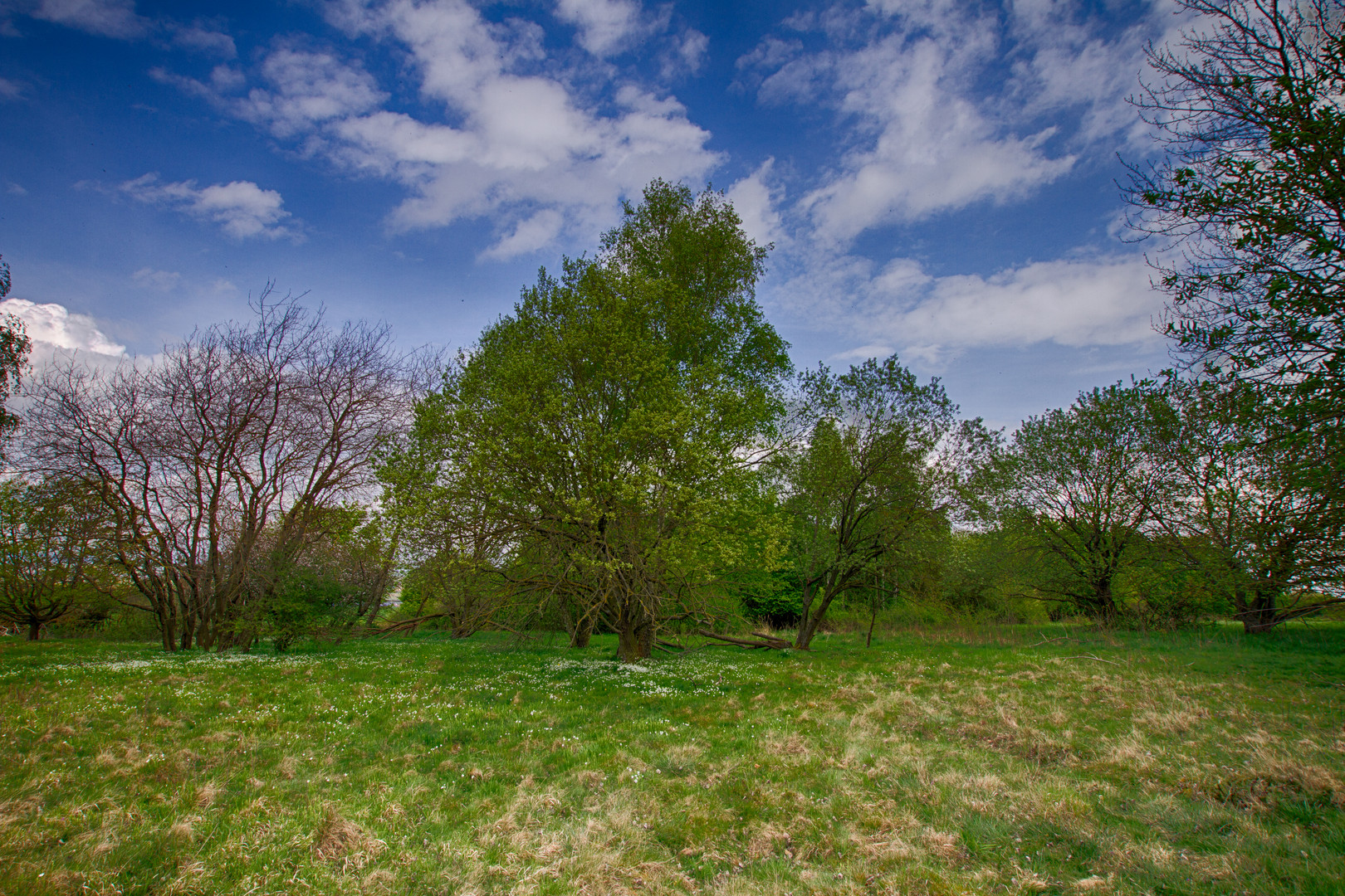 Am Rand der Trockenwiese