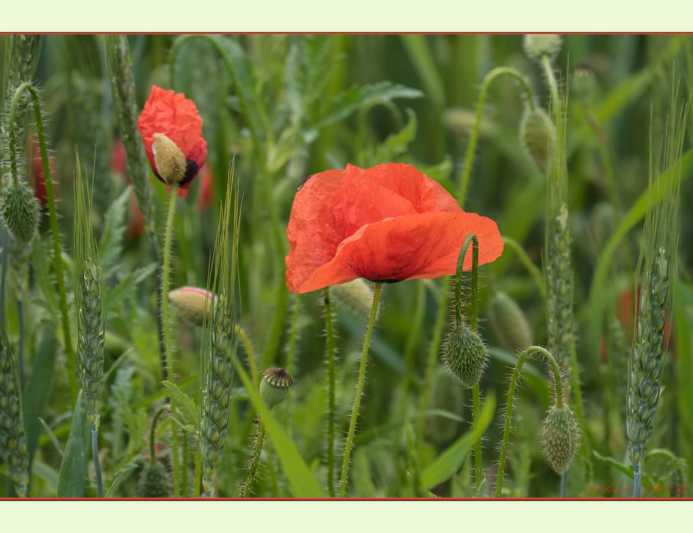 Am Rand des Kornfelds