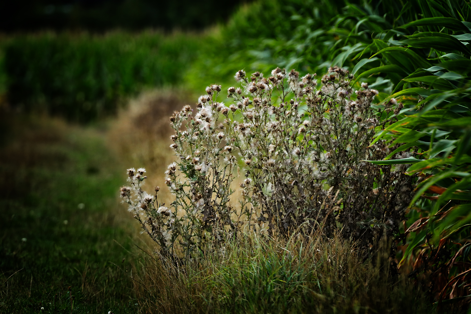 Am Rand des Maisfeldes