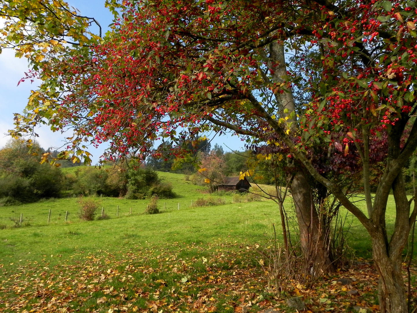 Am Rand des Murnauer Moos