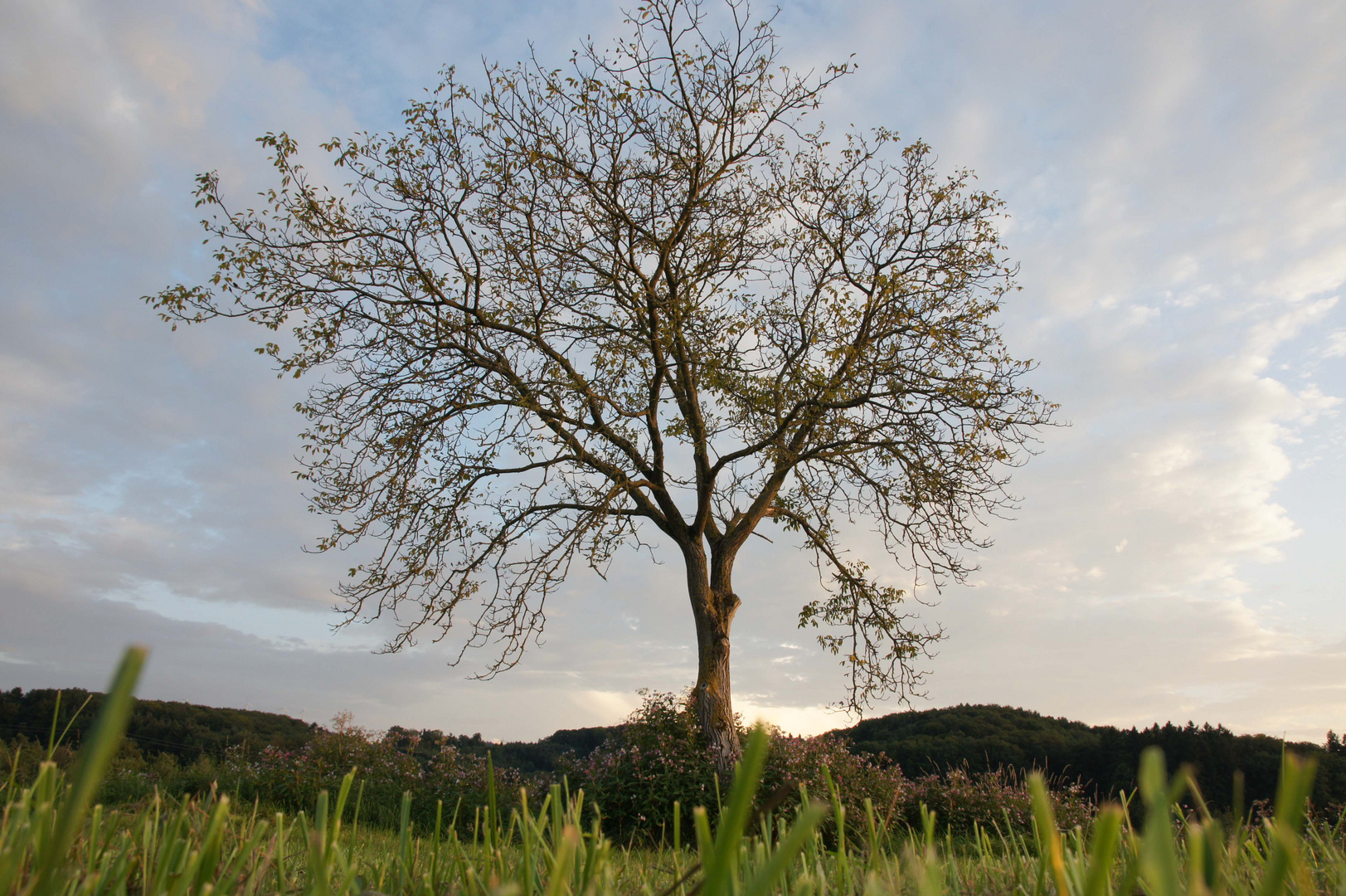 Am Rand des Schwarzwald