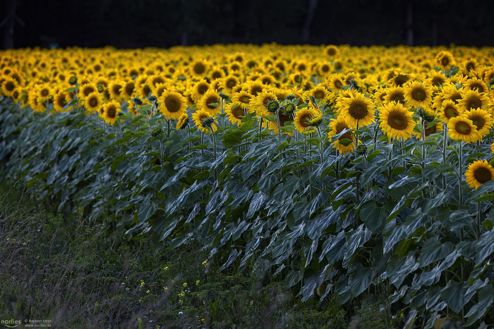 Am Rand des Sonnenblumenfeldes