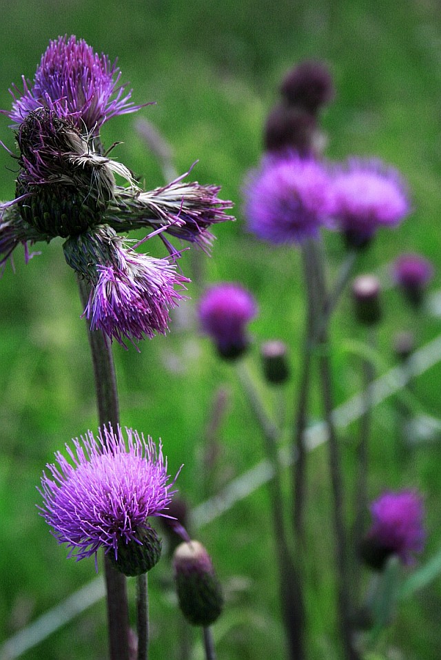 am rand steht die distel