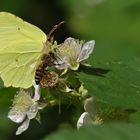 Am Rand vom Mühlheimer Wald: Brombeernektarschlürfen von Zitronenfalter und Honigbiene