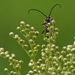 Am Rand vom Mühlheimer Wald: Der Mädesüß – Bockkäfer