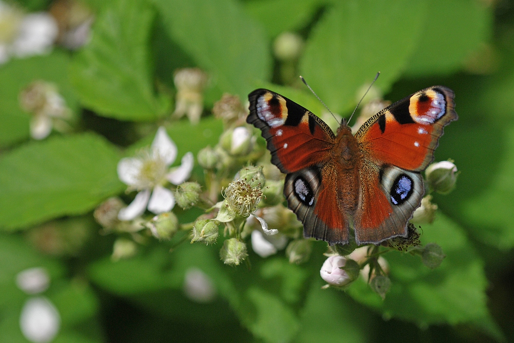 Am Rand vom Mühlheimer Wald: Tagpfauenauge auf Brombeeren