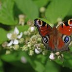 Am Rand vom Mühlheimer Wald: Tagpfauenauge auf Brombeeren