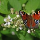 Am Rand vom Mühlheimer Wald: Tagpfauenauge auf Brombeeren