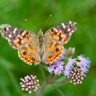 Am Rande der Anden - Distelfalter (Vanessa braziliensis)