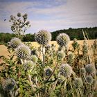 Am Rande der Bienenweide