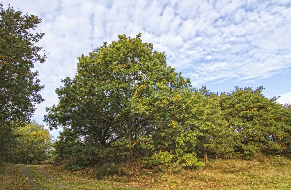 Am Rande der Heide