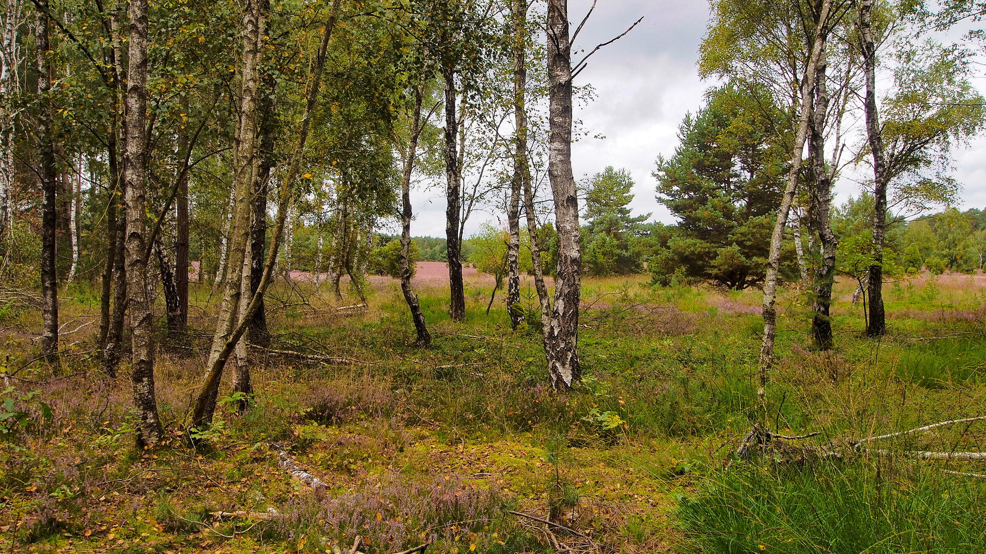 Am Rande der Heide stehen die Birken. 