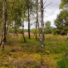 Am Rande der Heide stehen die Birken. 