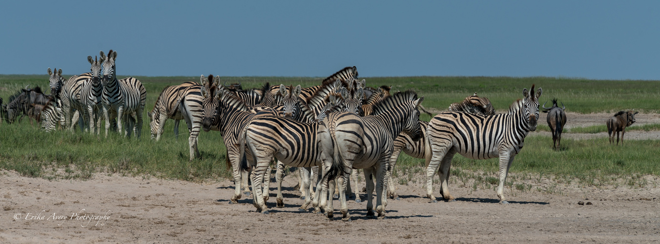 Am  Rande der Makgadikgadi Salt Pan