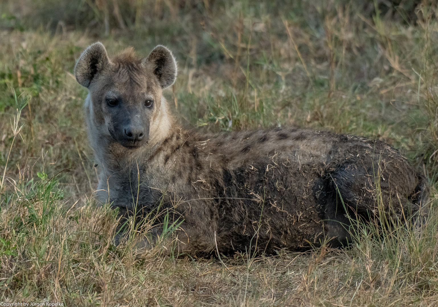 Am Rande der Migration..... Hyäne in der Masai Mara