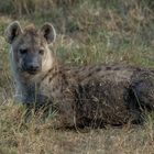 Am Rande der Migration..... Hyäne in der Masai Mara