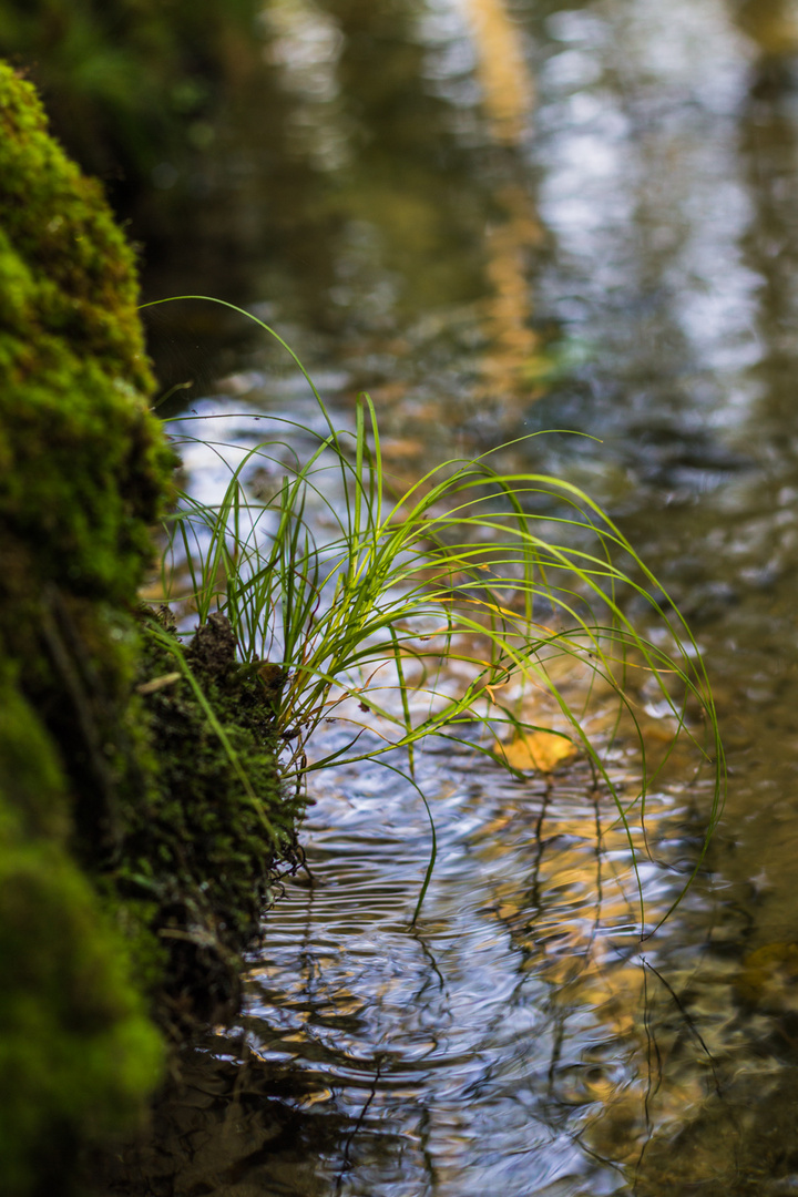 Am Rande der Nieplitz