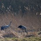 Am Rande der Wiese