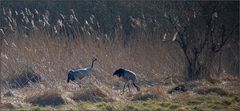 Am Rande der Wiese