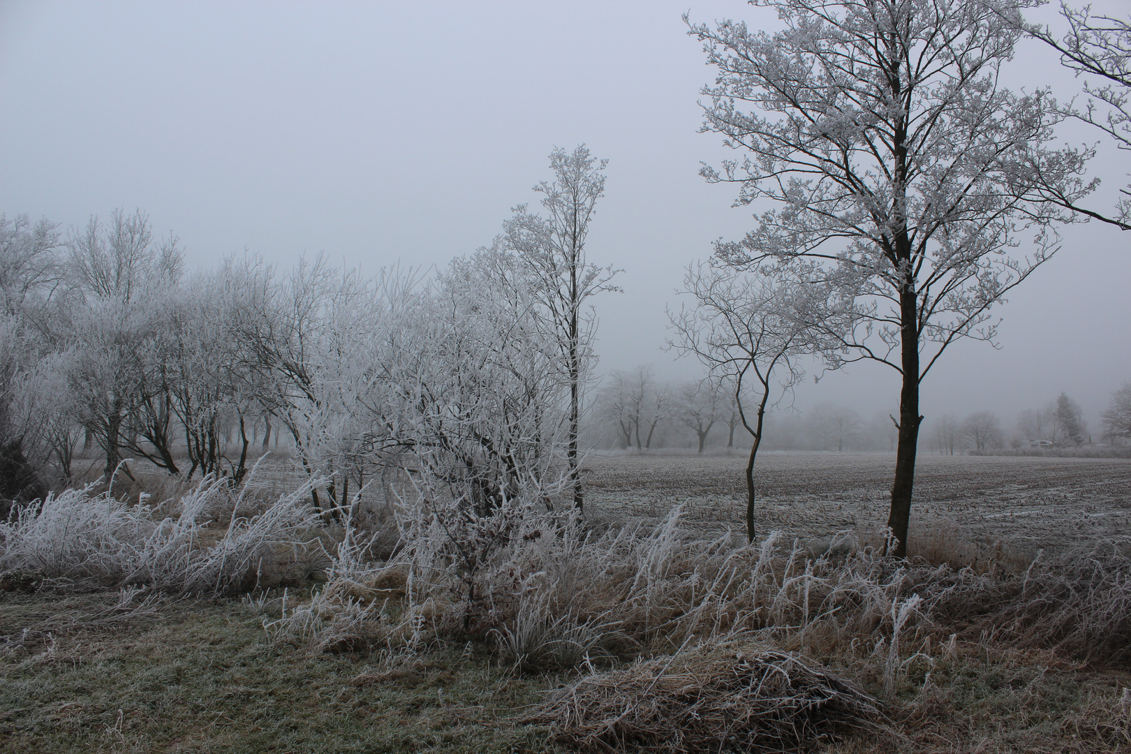 Am Rande der Wiese am Deepsdammer Weg