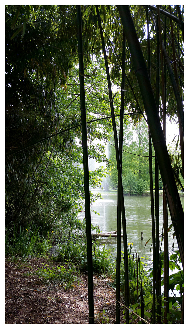 Am Rande des Bambuswaldes