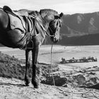 Am Rande des Bromo (Java)