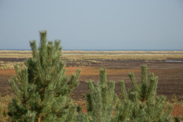 Am Rande des Darsser Waldes......