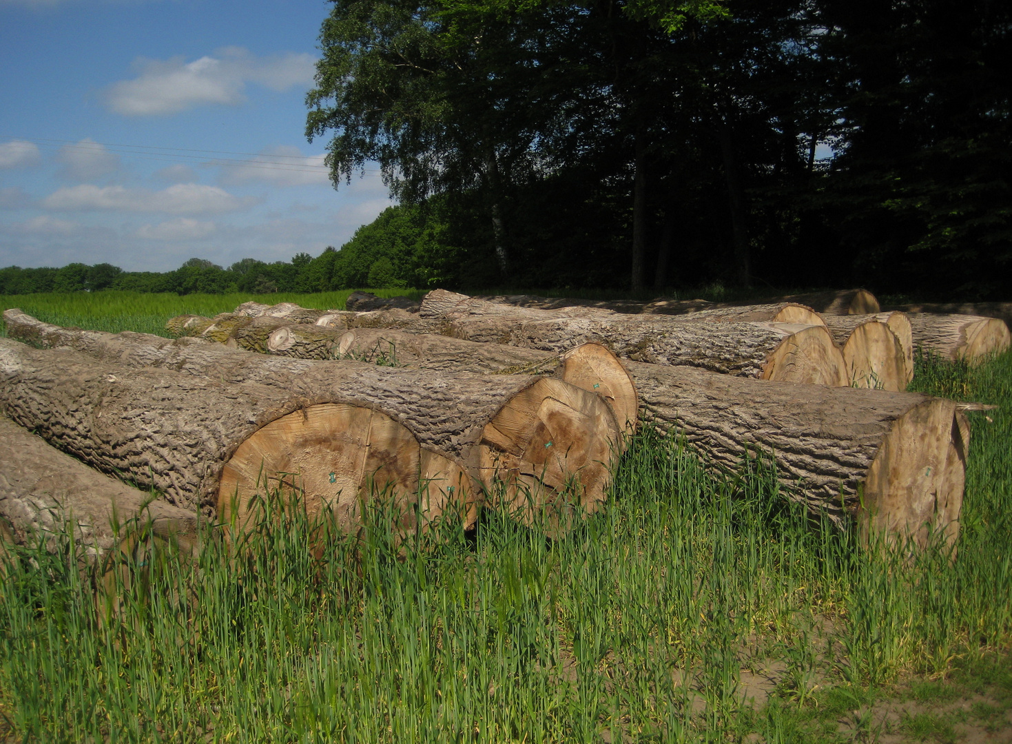 Am Rande des Feldes