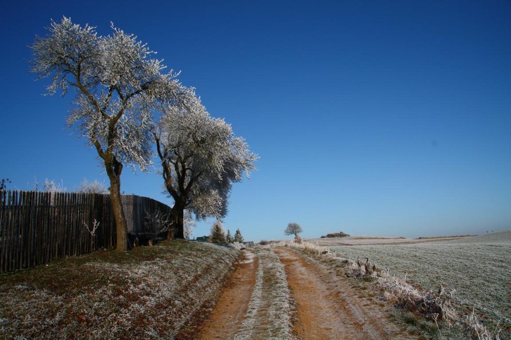 Am Rande des Feldes