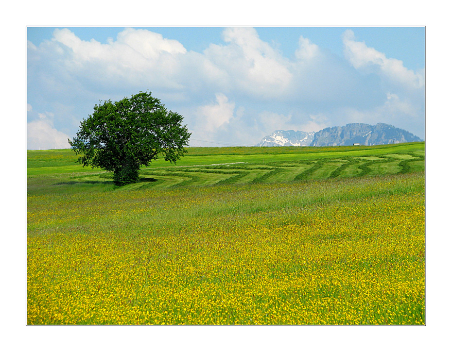 Am Rande des Hochmoors