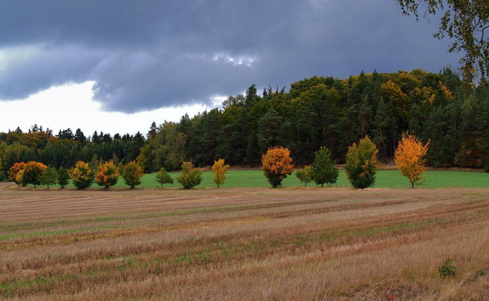 Am Rande des Steinwaldes