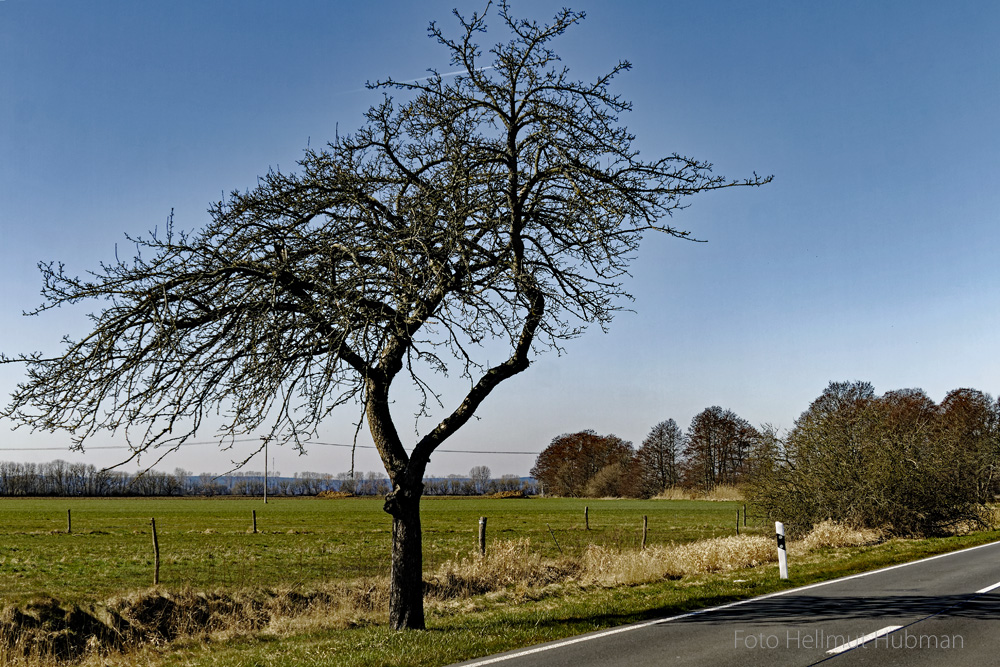 AM RANDE EIN BAUM