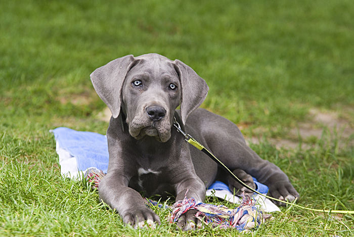 Am Rande einer Veranstaltung - Doggenbaby