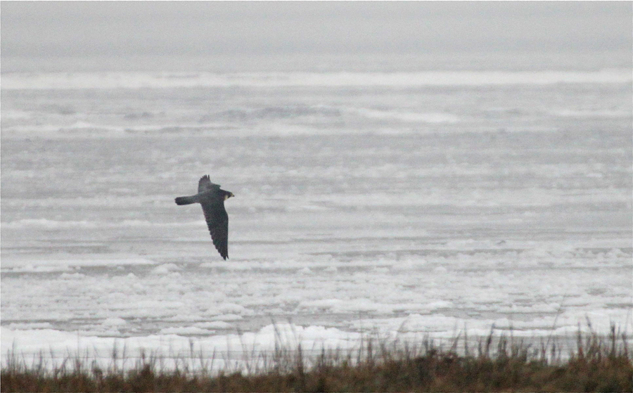 Am Rande vom vereisten Wattenmeer