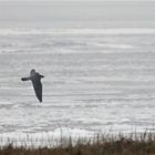 Am Rande vom vereisten Wattenmeer