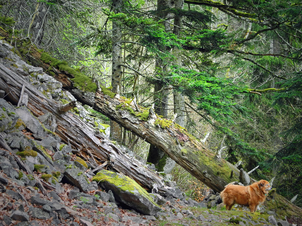 Am Rappenfelsen