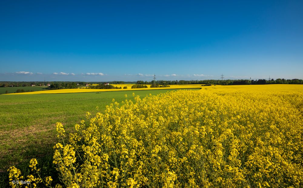 Am Rapsfeld  (4)