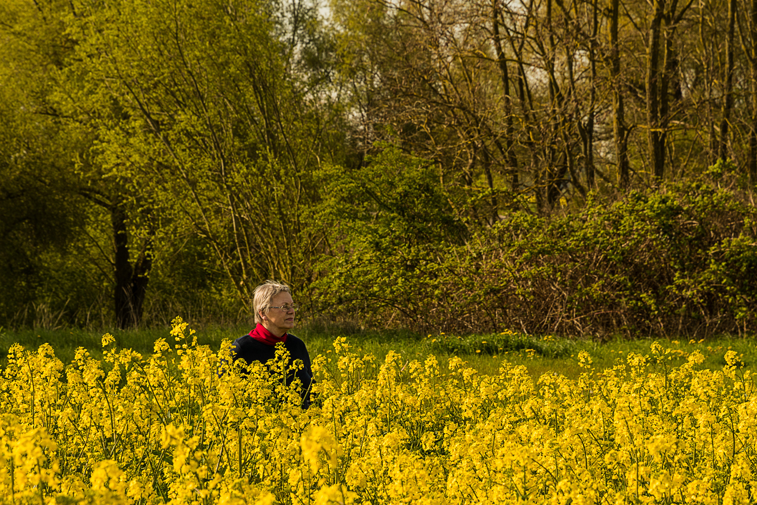 Am Rapsfeld