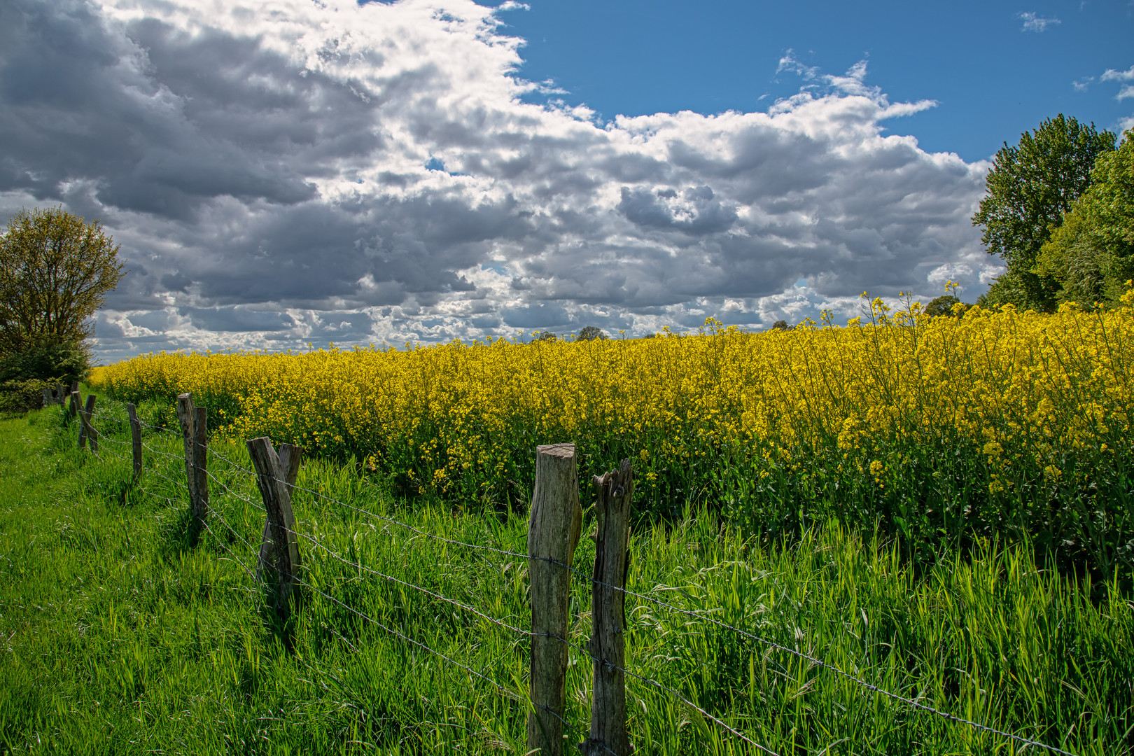 Am Rapsfeld